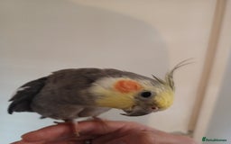 Cockatiels birds for sale: 💛 Pair of Cockatiels. Butters & Bagel 💛 - Image 5