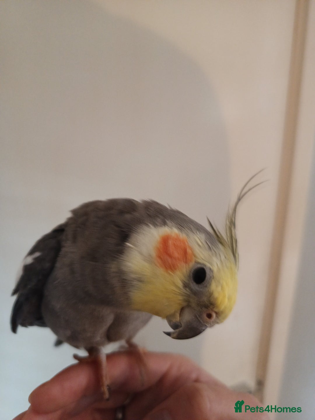 Cockatiels birds for sale: 💛 Pair of Cockatiels. Butters & Bagel 💛 - Image 5