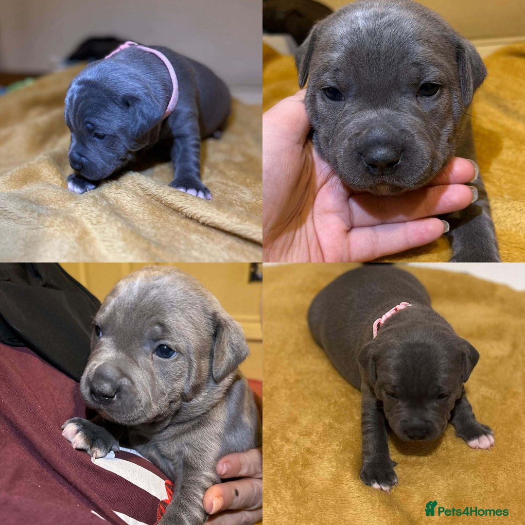 Staffordshire Bull Terrier dogs for sale: Blue Staffordshire bull terrier’s  - Advert 19