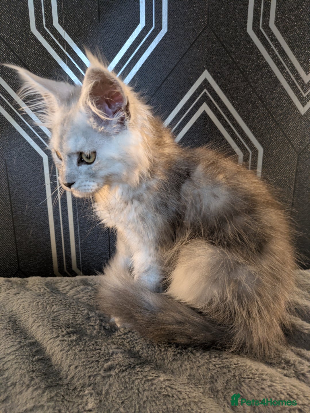 Maine Coon cats for sale: Pedigree Maine coons ready 17/11/25 - Advert 17