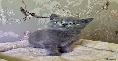 British Shorthair cats 🧸EXCEPTIONAL QUALITY PURE BREED BSH TEDDY BEARS🧸 - Advert 6