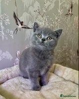 British Shorthair cats 🧸EXCEPTIONAL QUALITY PURE BREED BSH TEDDY BEARS🧸 - Advert 6