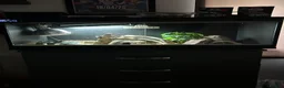 Leopard Gecko reptiles for sale: Leopard Gecko for sale with enclosure  in Glasgow - Advert 5