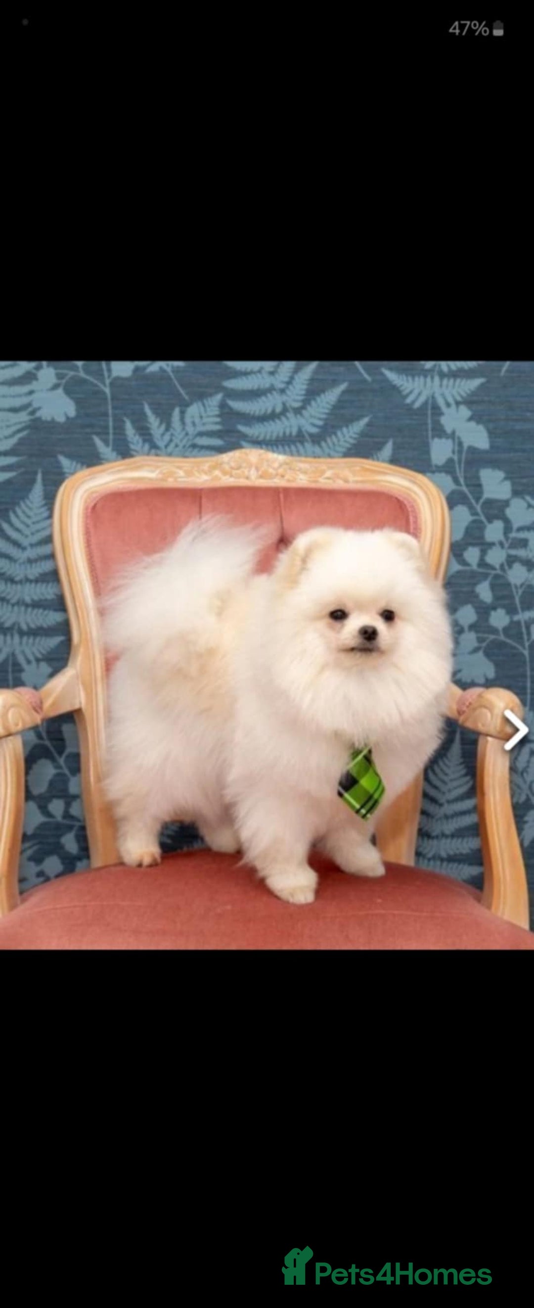 Pomeranian dogs for sale: 2 white boys - Advert 10