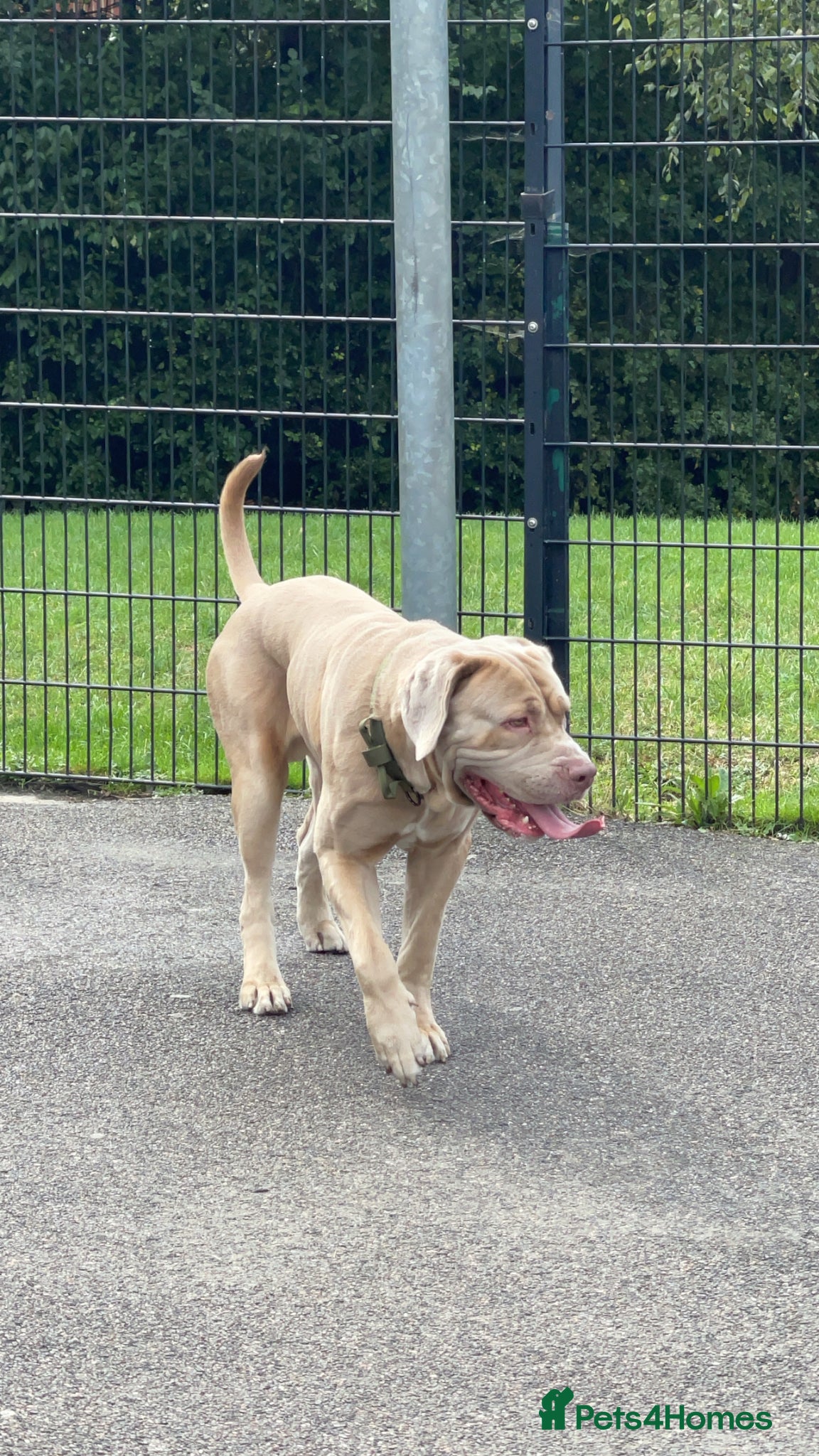 Cane Corso dogs for sale: Beautiful cane corso boy for sale  - Advert 8