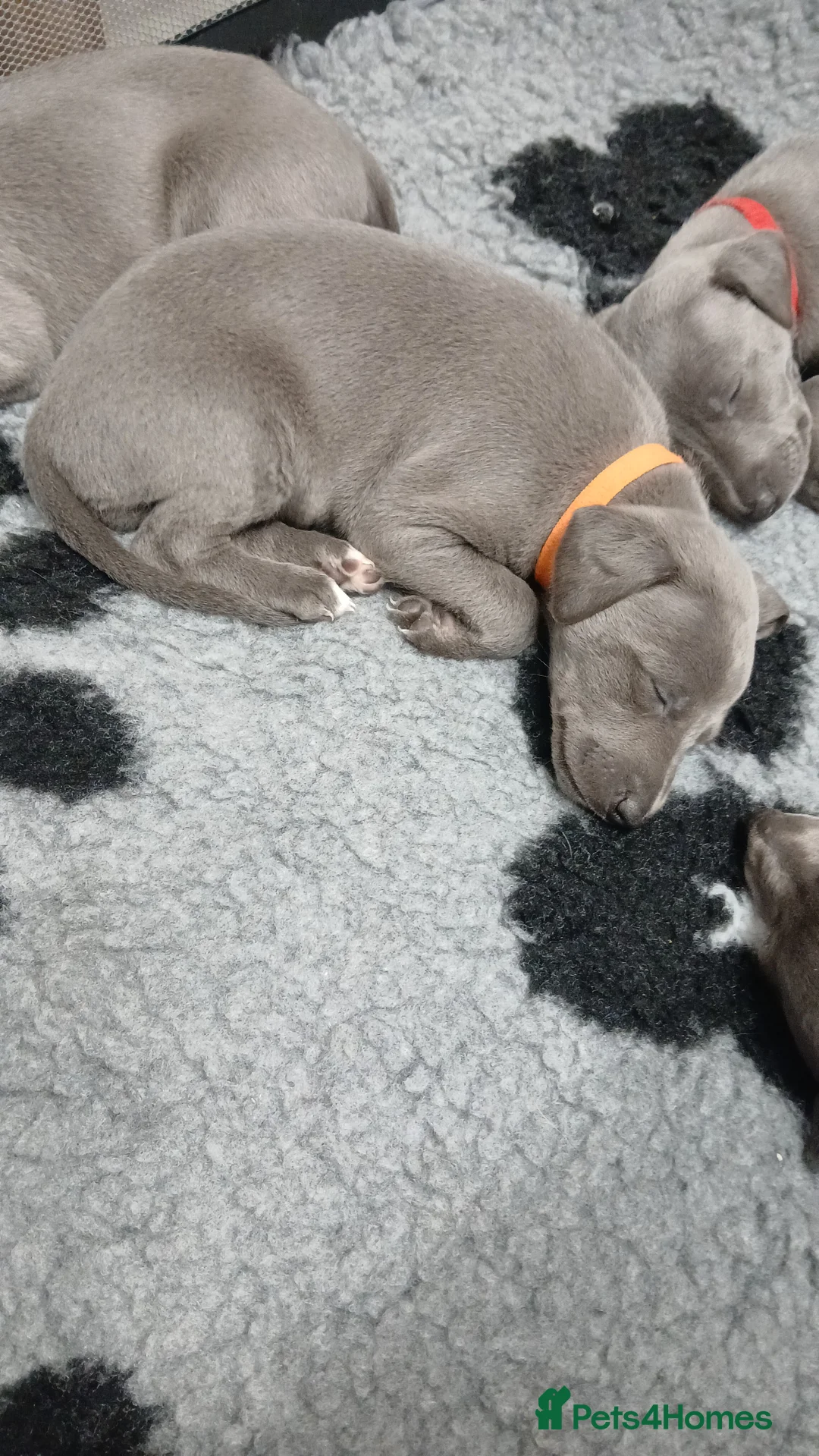 Whippet dogs for sale: Last blue female puppy  - Advert 2