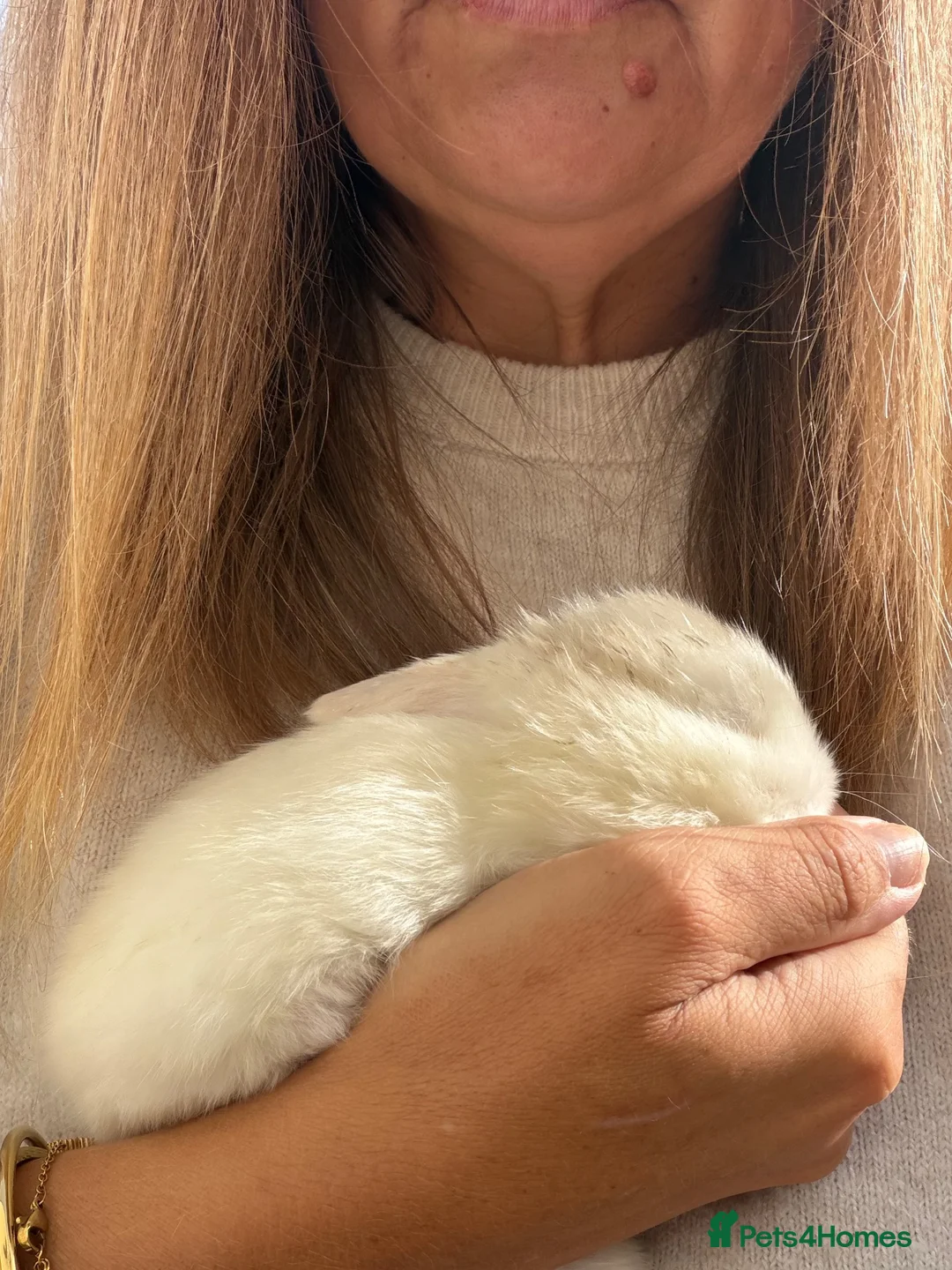Mini Lop rabbits for sale: 2 Purebred minilop bucks *Available to Reserve* - Advert 4