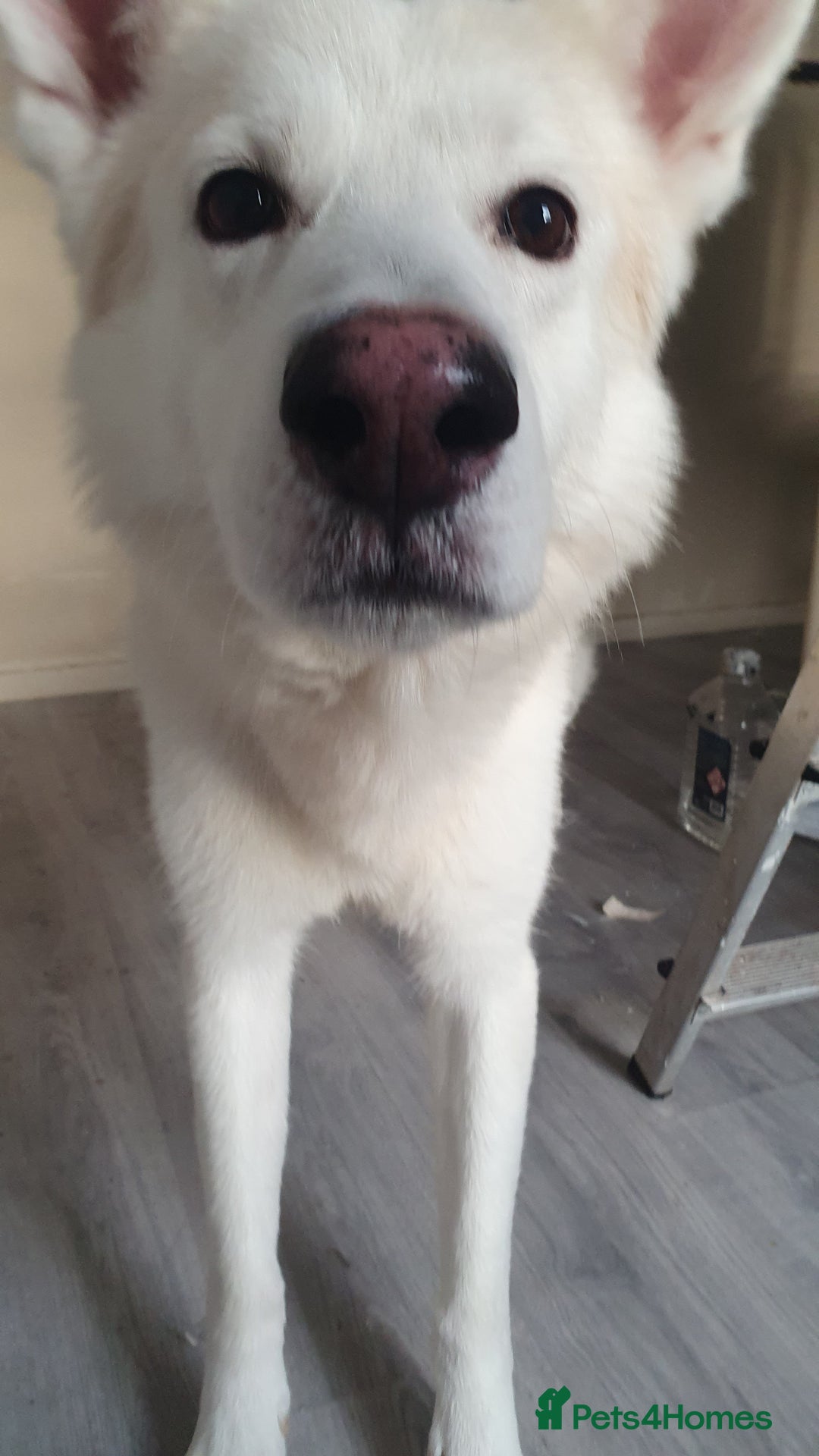 German Shepherd dogs for stud: STUD - German Shepheard X husky  - Image 3