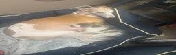 Whippet dogs for sale: Amazing whippet puppies  - Advert 28