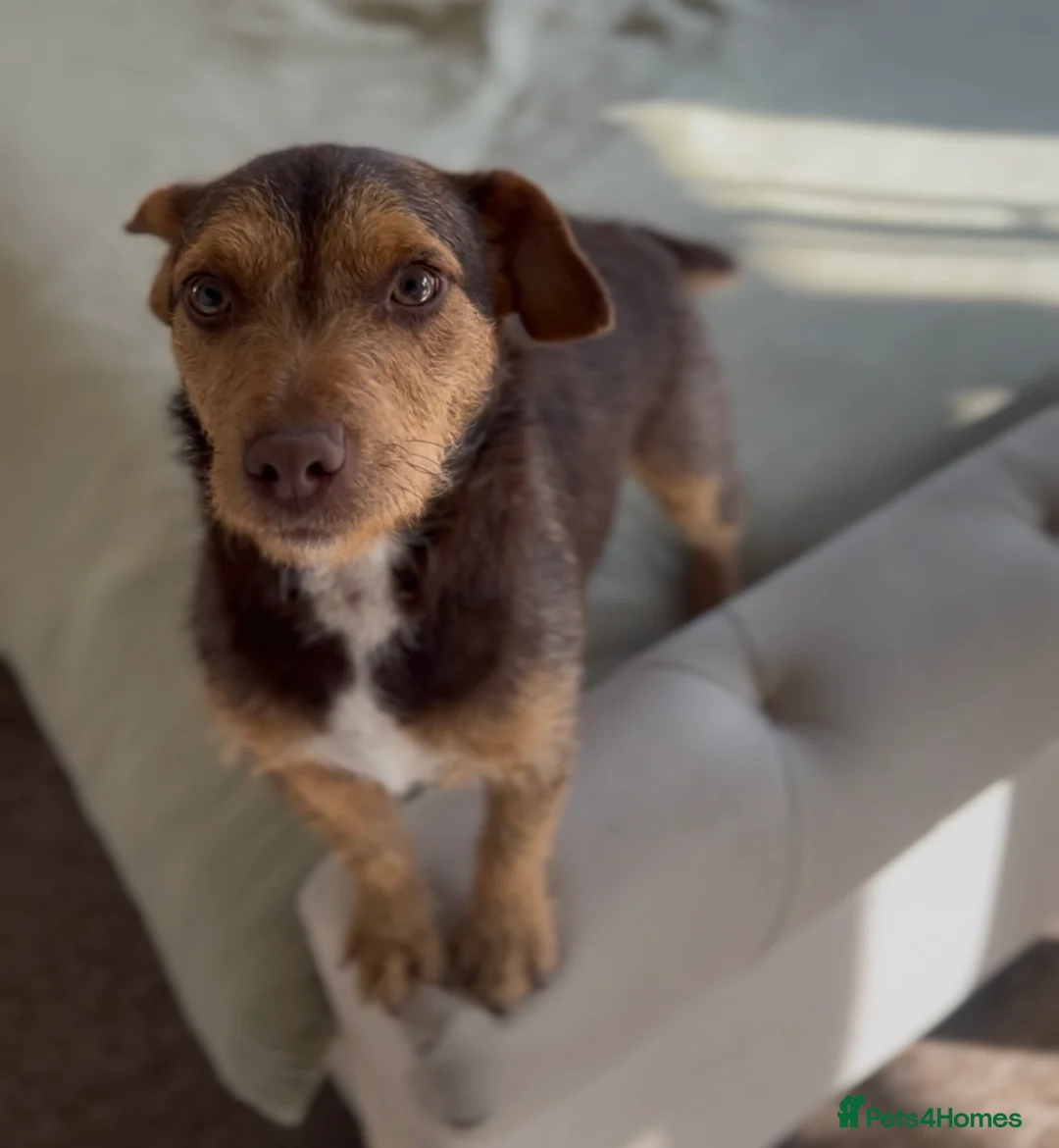 Patterdale Terrier dogs for sale: Chocolate tan patterdale terrier   - Advert 1