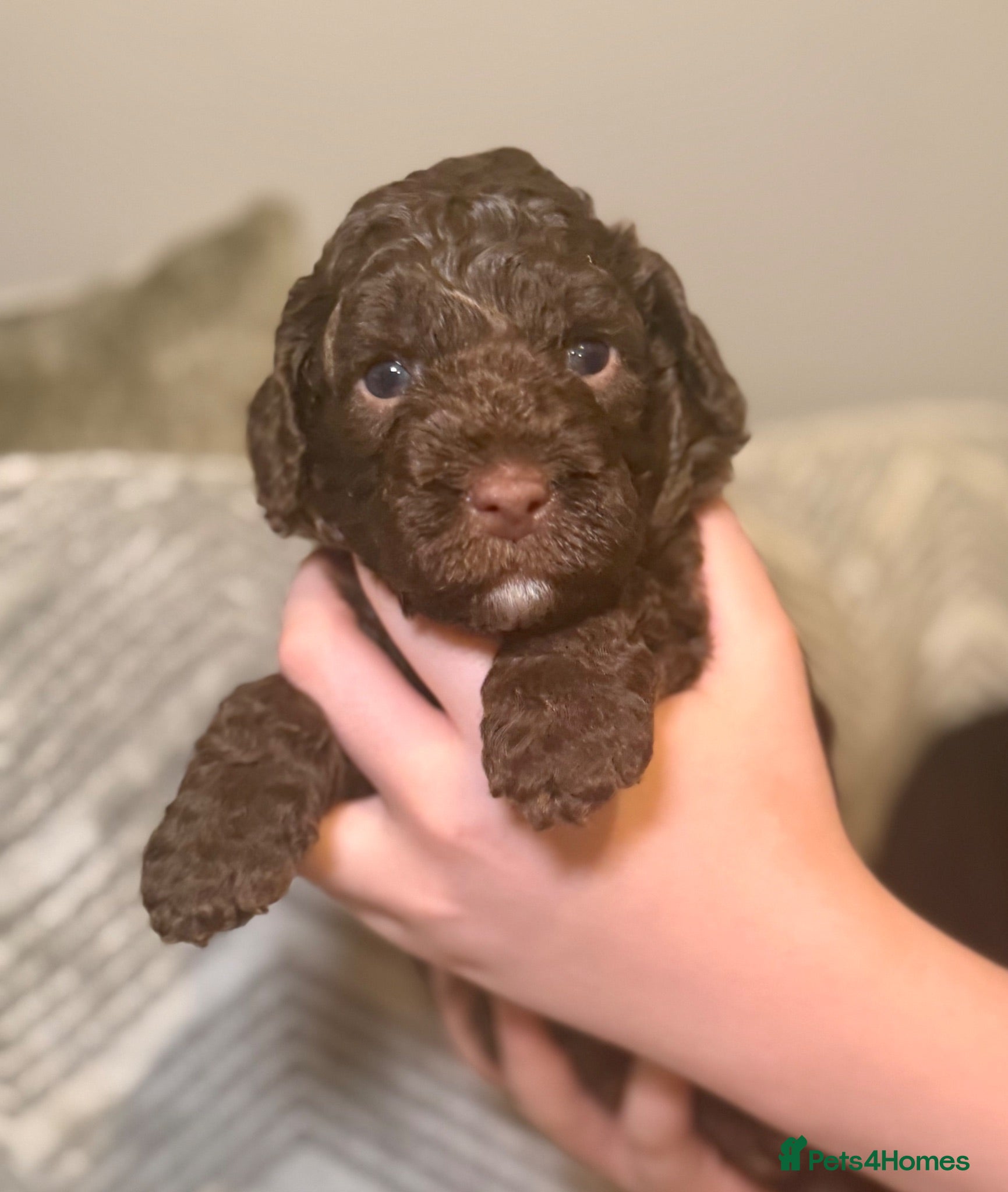 Labradoodle dogs 🐾 Health Tested F1B Mini Labradoodle Puppies 🐾 - Advert 2