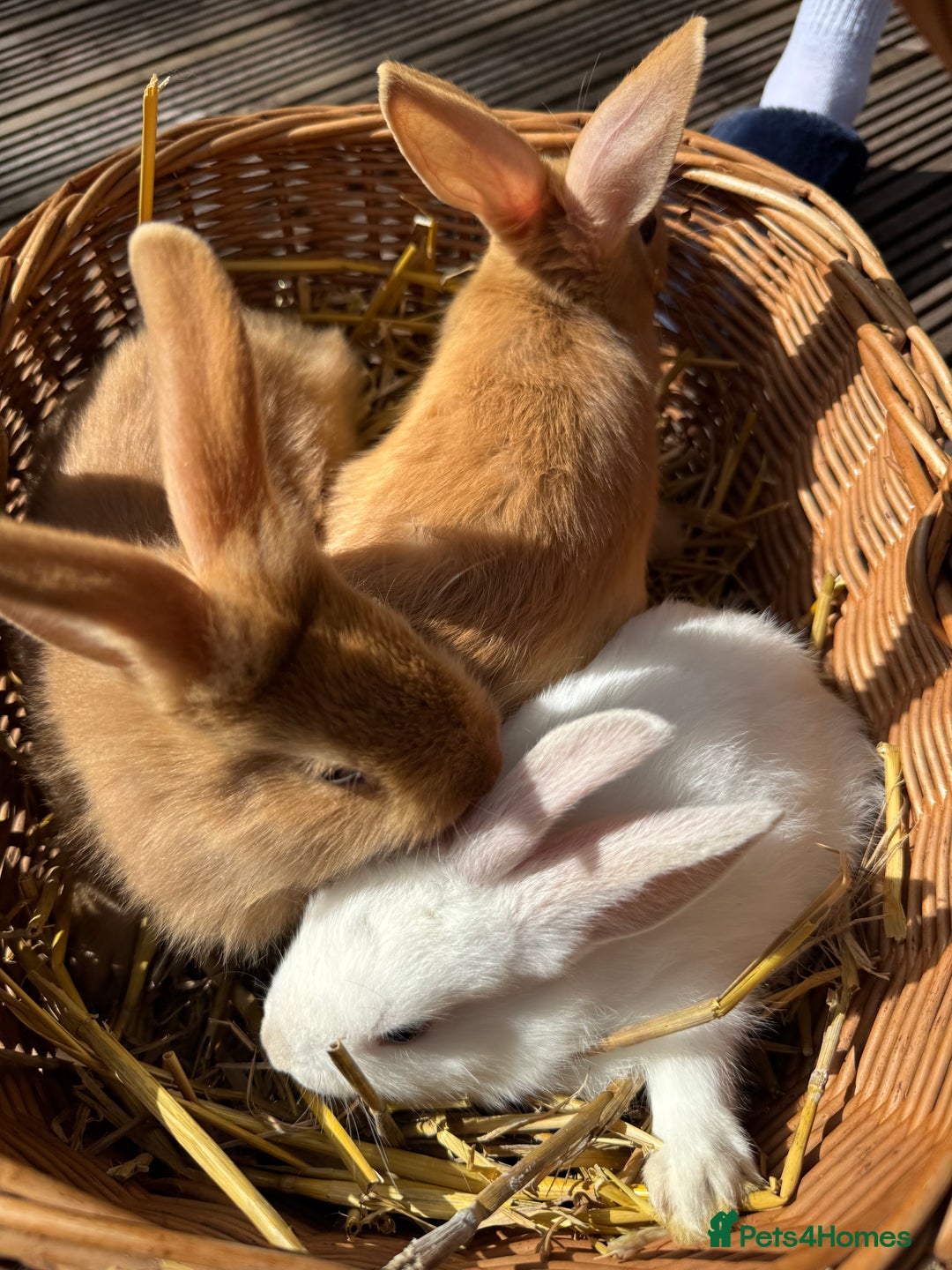 New Zealand rabbits for sale: New Zealand Red & White Rabbits - Image 8