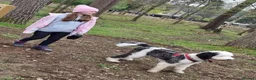 Sheepadoodle dogs for sale: Midi Size Sheepadoodle Medium  - Advert 18