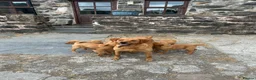 Labrador Retriever dogs for sale: Fox Red labrador Puppies For Sale in Bala - Advert 5
