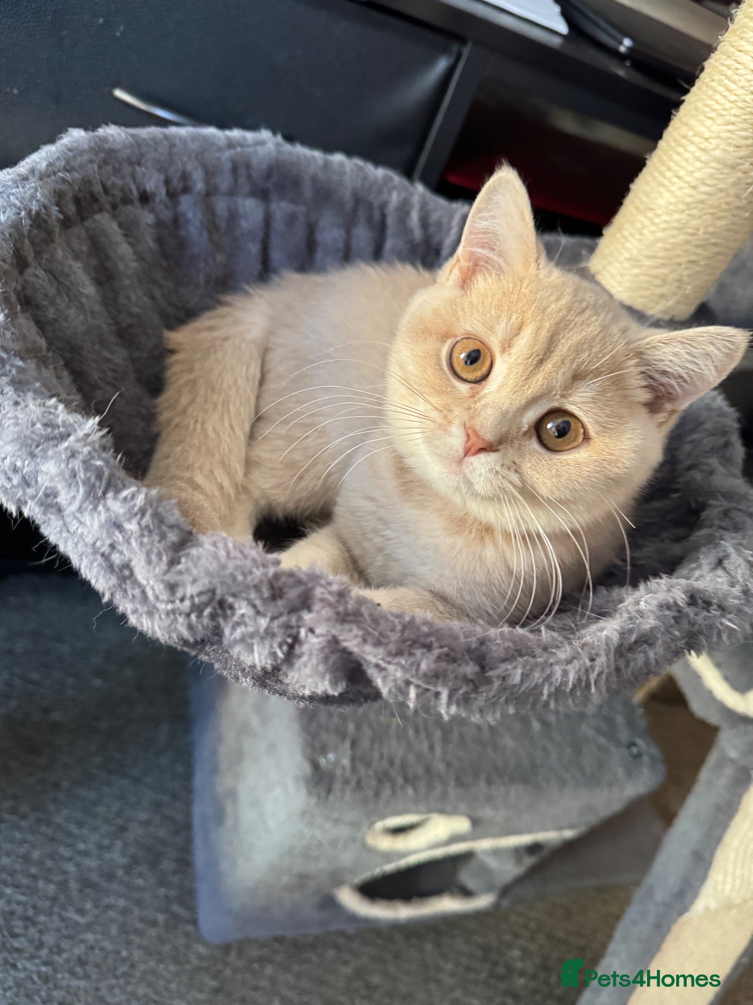 British Shorthair cats 👑 GCCF BSH Lilac Golden Tipped Girl 👑 - Advert 1