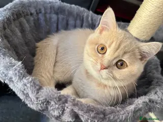 British Shorthair cats 👑 GCCF BSH Lilac Golden Tipped Girl 👑 - Advert 1