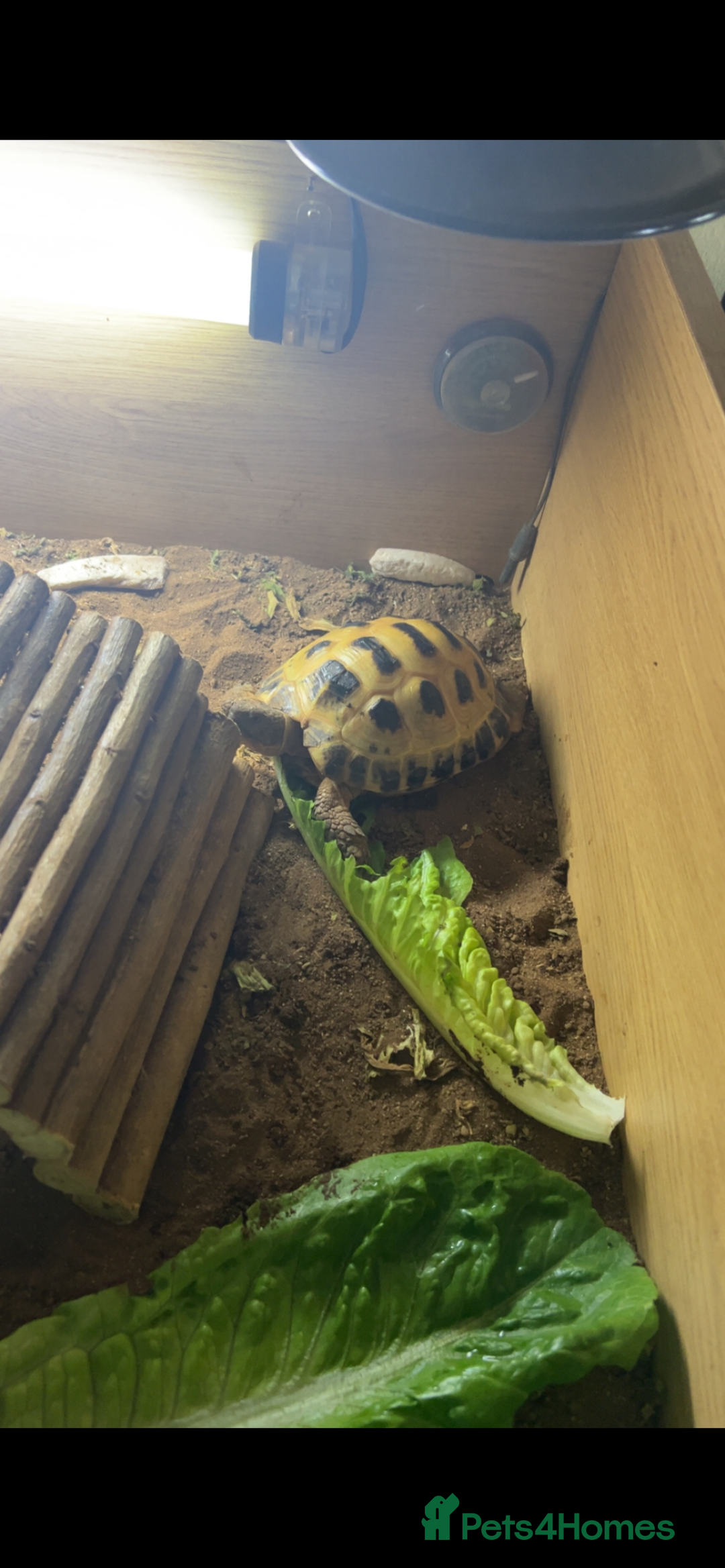 Tortoise reptiles for sale: Horsefield Tortoise  - Advert 2