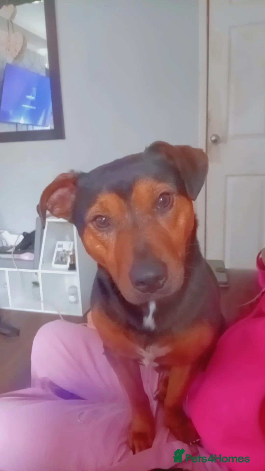 Mixed Breed dogs for sale: Loving dog to be rehomed  - Advert 2
