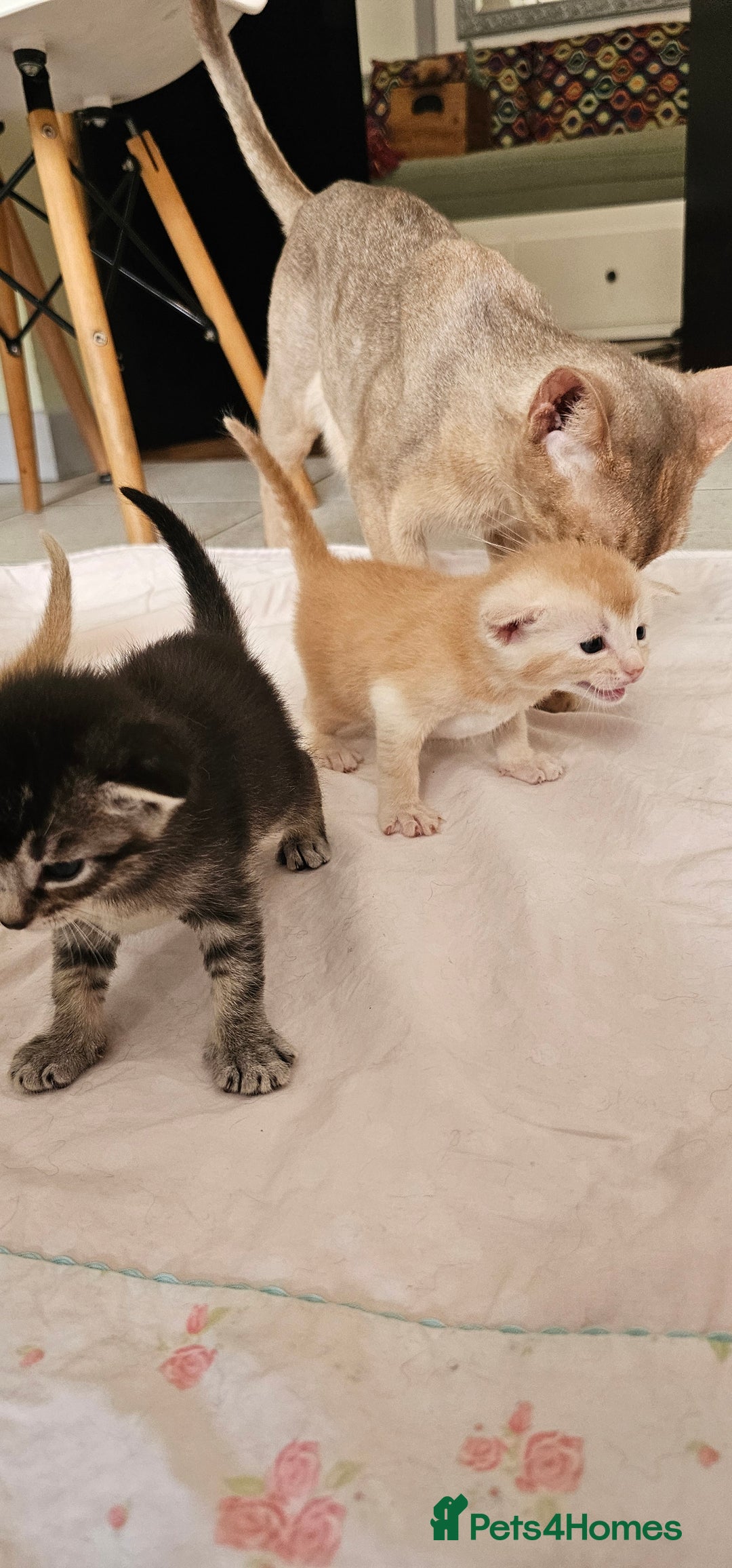 Mixed Breed cats for sale: Abyssinian x Bengal  - Image 22