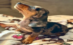 Miniature Dachshund dogs for sale: Miniature Dachshund puppies  - Image 1