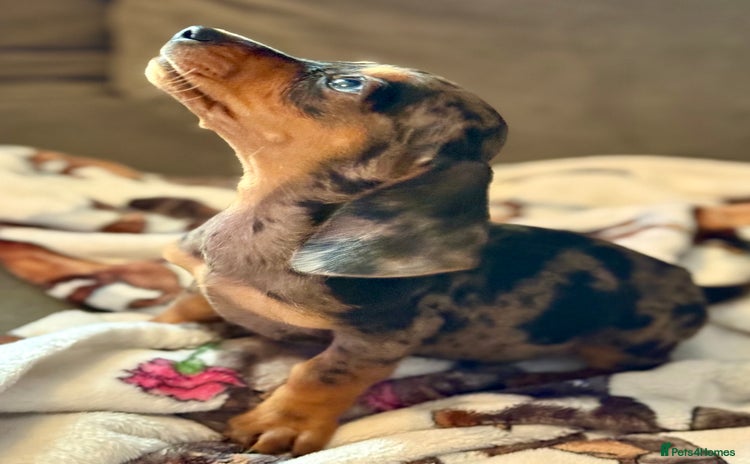 Miniature Dachshund dogs - Advert 4