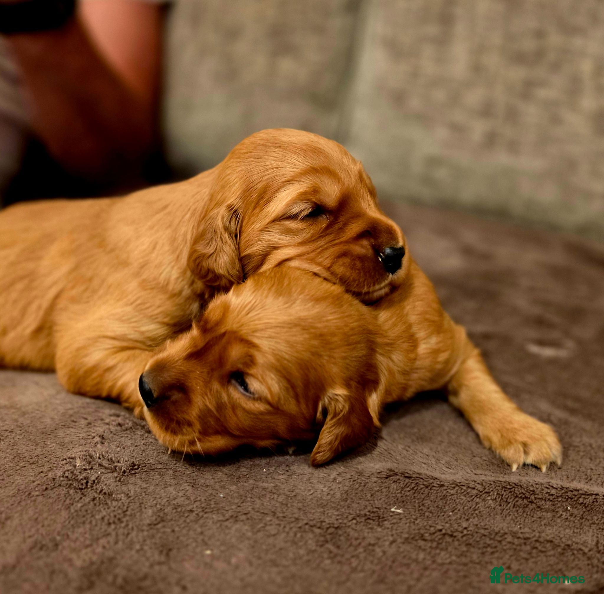Golden Retriever dogs Stunning dark working golden retriever puppies - Advert 1