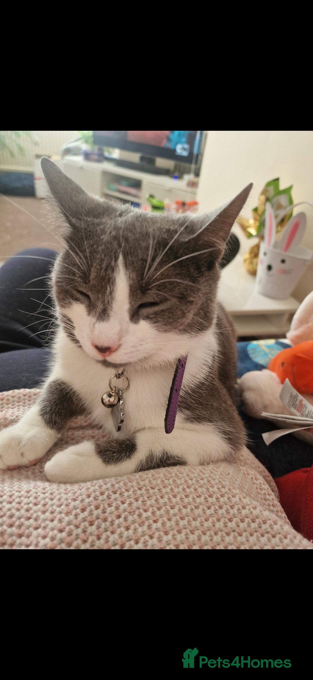 British Shorthair cats for sale: Kittens 1 boy 2 girls - Image 7