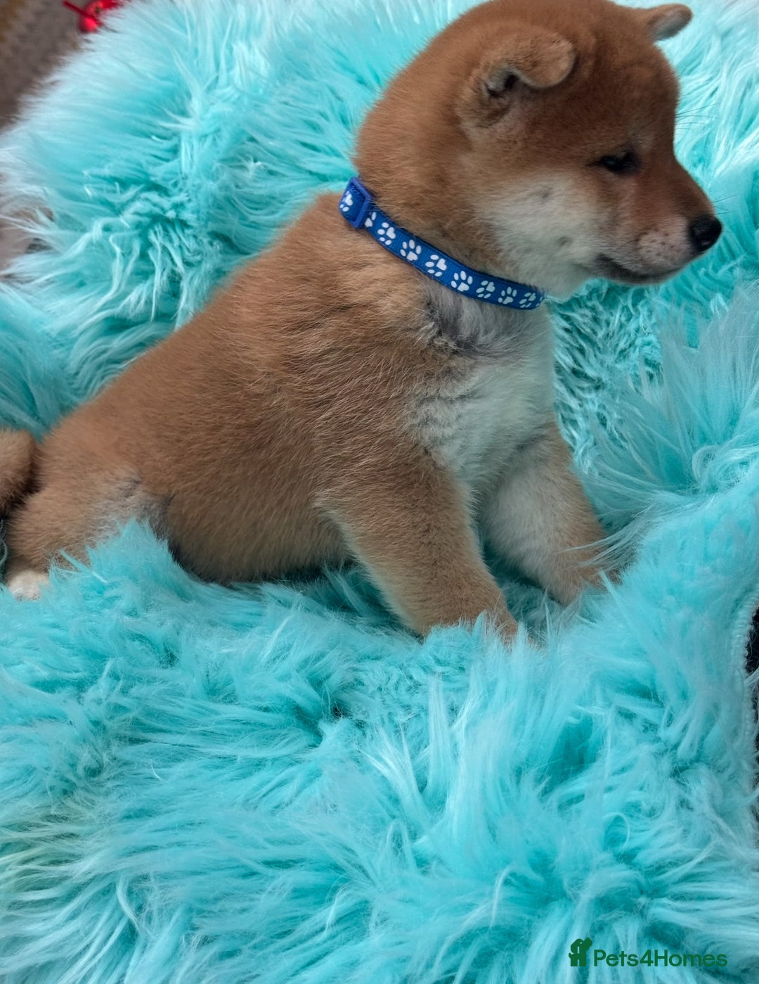 Japanese Shiba Inu dogs for sale: Kc registered Shiba Inu puppies  - Advert 16
