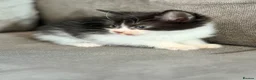 Mixed Breed cats for sale: Male long haired black and white kittens  - Advert 6