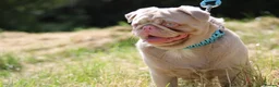 Pug dogs for stud: Pink pug stud  - Advert 2