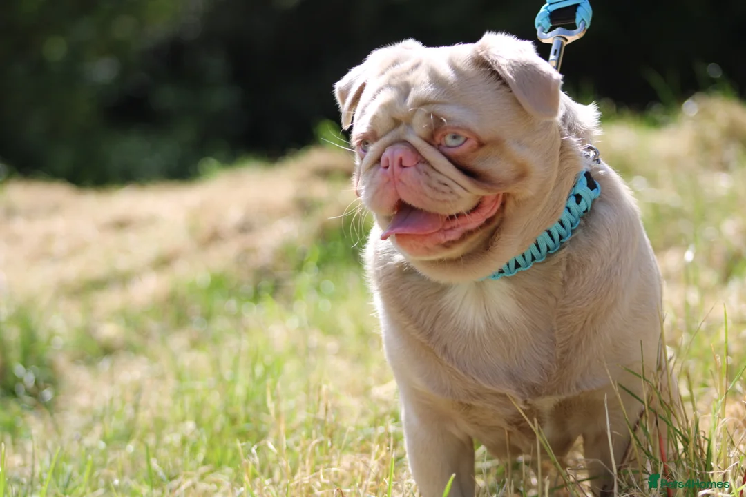 Pug dogs for stud: Pink pug stud  - Advert 2
