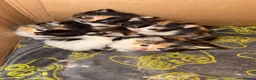 British Longhair cats for sale: 🐾 Tiny Calico Cuties Ready to Steal Your Heart!🐾 - Advert 4