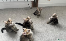 Mixed Breed cats for sale: Kittens available (3 girls & 1 boy) - Image 20