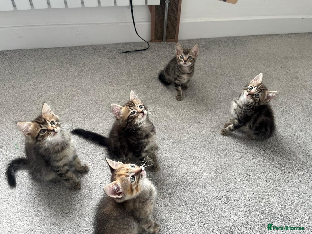 Mixed Breed cats for sale: Kittens available (3 girls & 1 boy) - Image 20