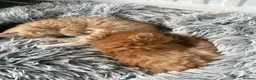 Mixed Breed cats for sale: Mixed Maine Coon fur babies  - Advert 6