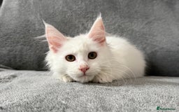 Maine Coon cats for sale: Maine Coon Kittens TICA Registered Cattery  - Image 6