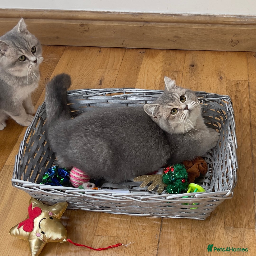 British Shorthair cats for sale: Remaining 2 TICA & GCCF British Shorthair Kittens - Advert 18