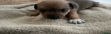 Jack Russell 4