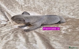 French Bulldog dogs for sale: French Bulldog Puppies  - Image 12