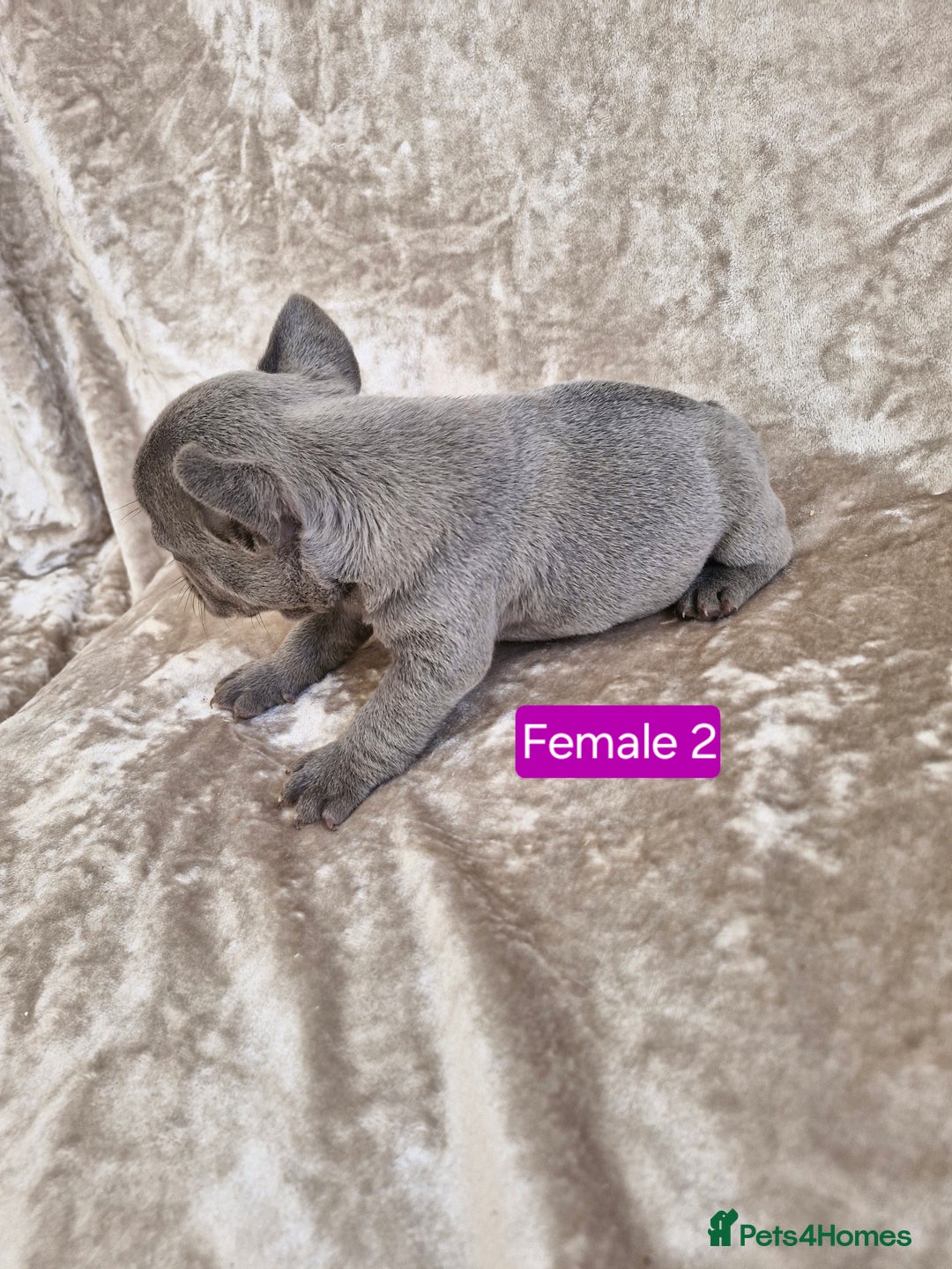 French Bulldog dogs for sale: French Bulldog Puppies  - Image 12