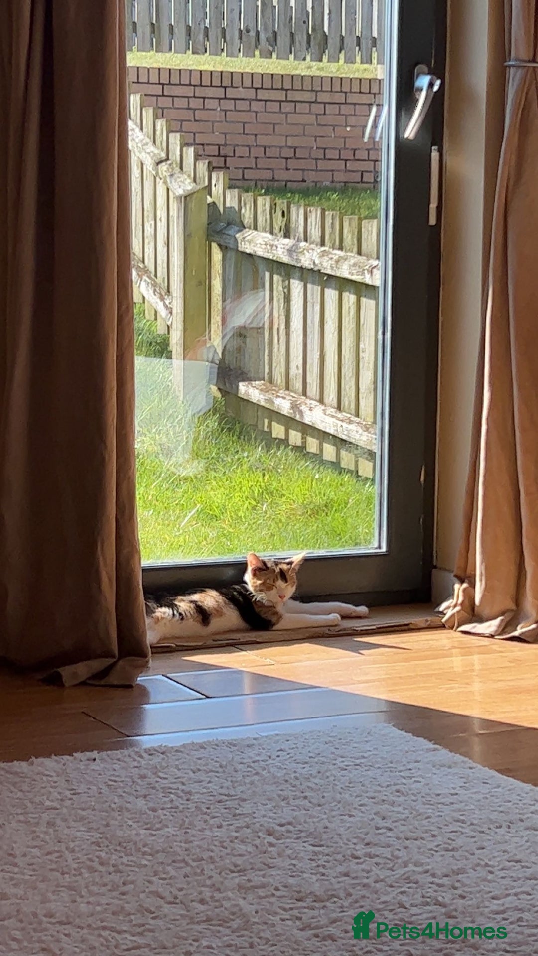 Domestic Shorthair cats for sale: 2 female kittens - Image 6