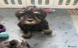 Miniature Schnauzer dogs for sale: health tested parents  - Image 20