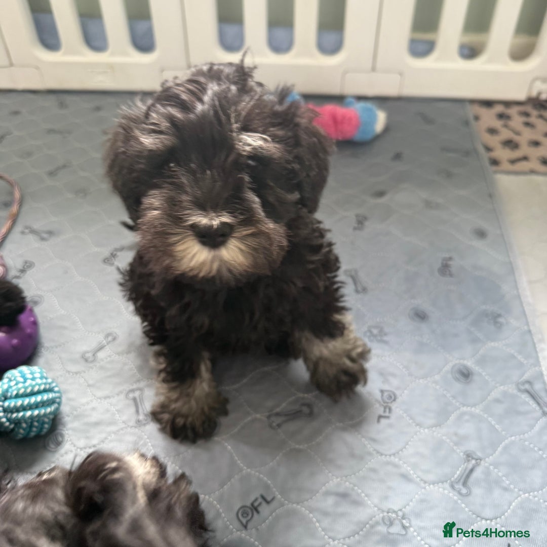 Miniature Schnauzer dogs for sale: health tested parents  - Image 20