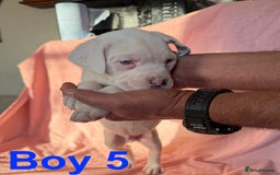 Cane Corso dogs for sale: Stunning Cane Corso Puppies for sale - Image 17