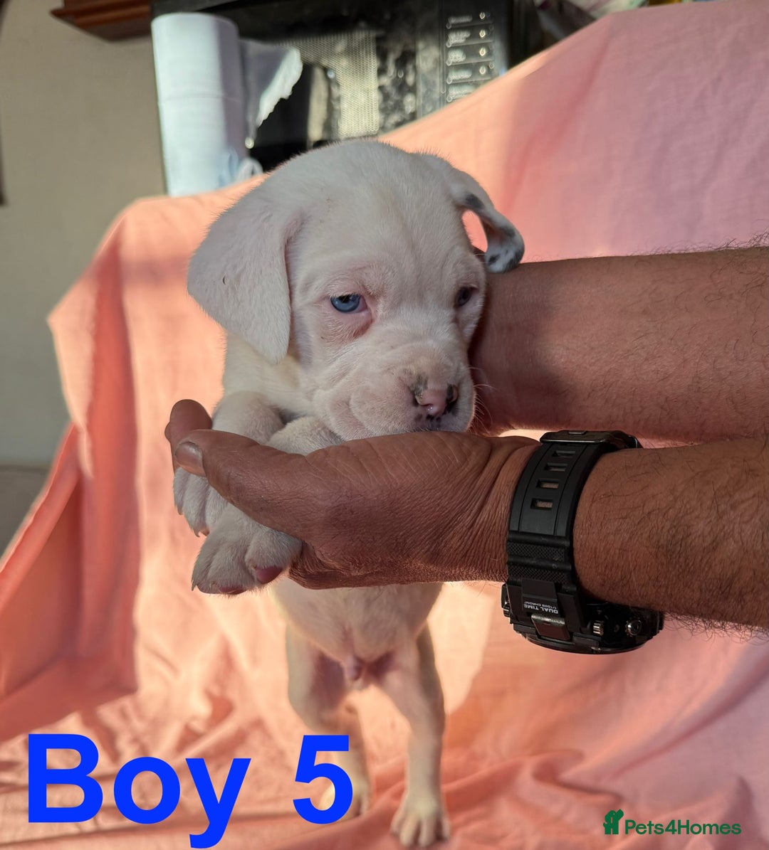 Cane Corso dogs for sale: Stunning Cane Corso Puppies for sale - Image 17
