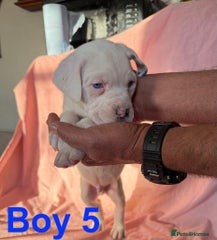 Cane Corso Puppy M5