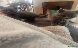 British Shorthair cats for sale: 🐾 British Shorthair Kittens 🐾 - Image 15
