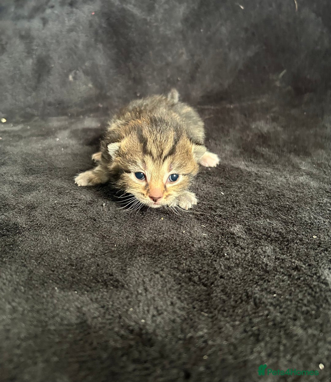 Mixed Breed cats for sale: Adorable Christmas ready kittens 🎅🏼🎄🎁 - Advert 7