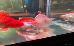 Fancy Goldfish fish for sale: Thai pleated goldfish - Image 36