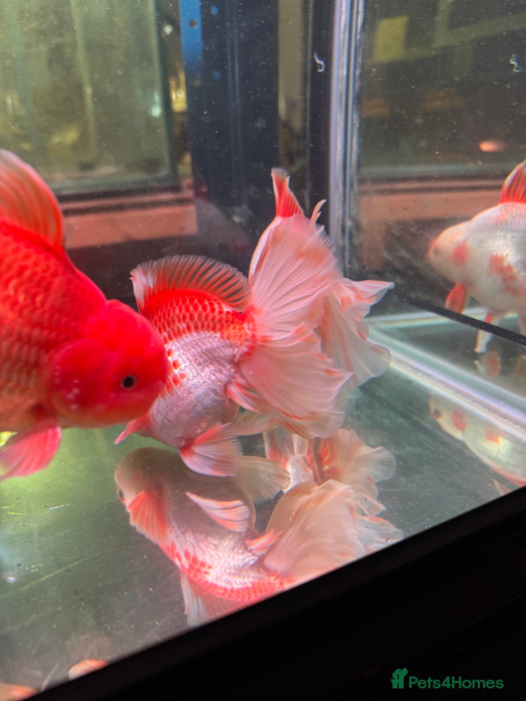 Fancy Goldfish fish for sale: Thai pleated goldfish - Image 36